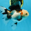 A Grade Tricolor Oranda Female 5-5.5 inches #081525OR_29