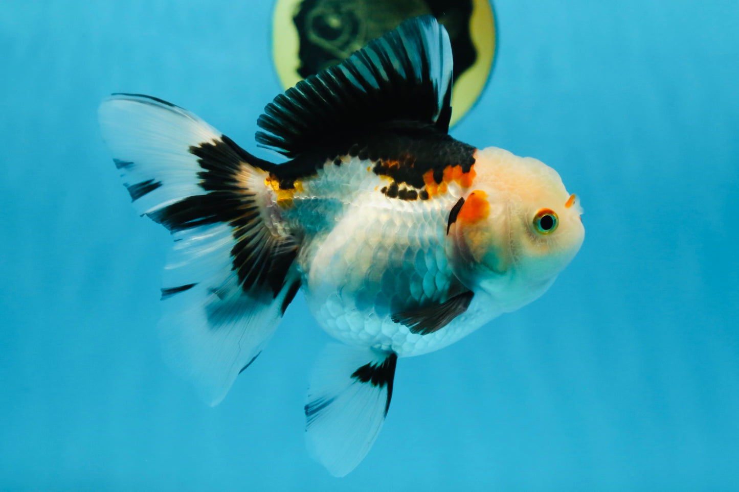 A Grade Tricolor Oranda Female 5-5.5 inches #081525OR_29