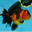 AAA Grade Godzilla Apache Oranda Female 6.5 inches #081525OR_13