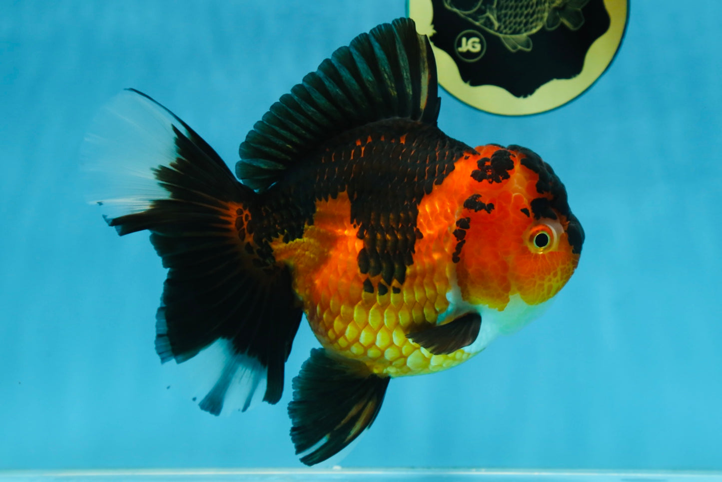 AAA Grade Godzilla Apache Oranda Female 6.5 inches #081525OR_13