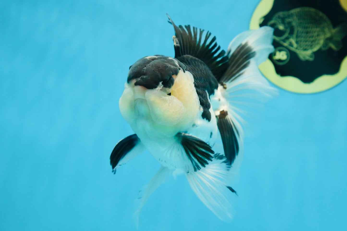 CHUBBY CHEEK Panda Oranda Male 5.5 inches #080125OR_19