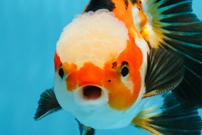 UNIQUE Tricolor Oranda Male 5 inches #100325OR_21