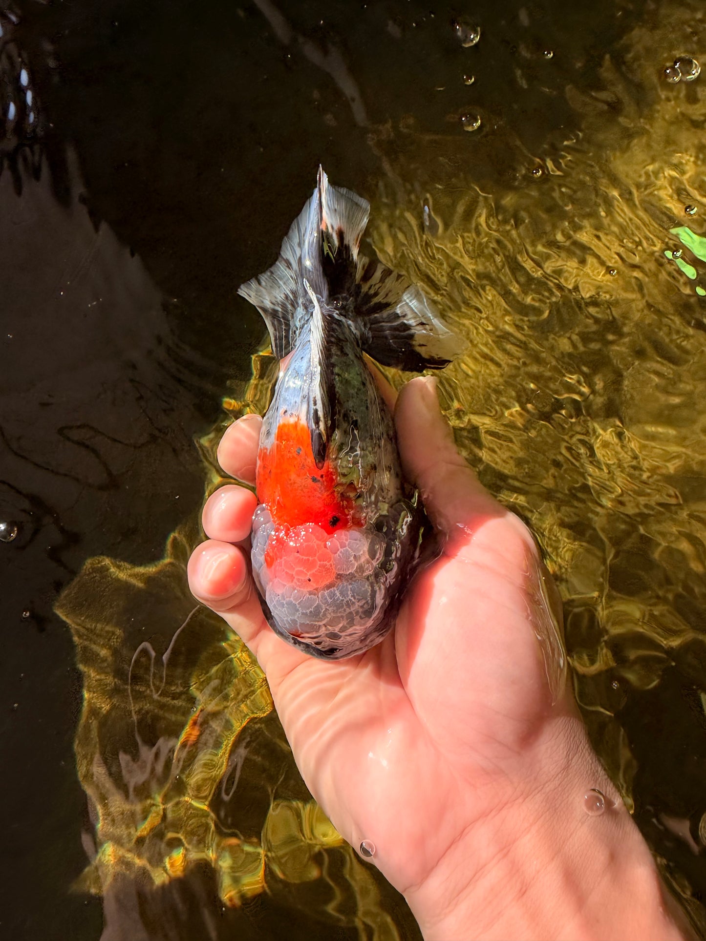 Calico Yuanbao Male 5 inches #032026YB_16