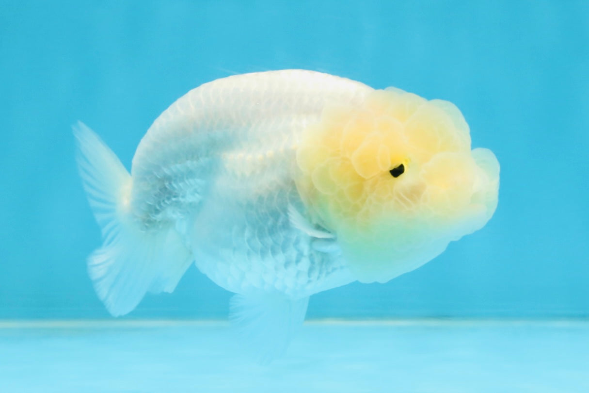 A Grade White LionQueen 3.5-4 inches #112125LC_07