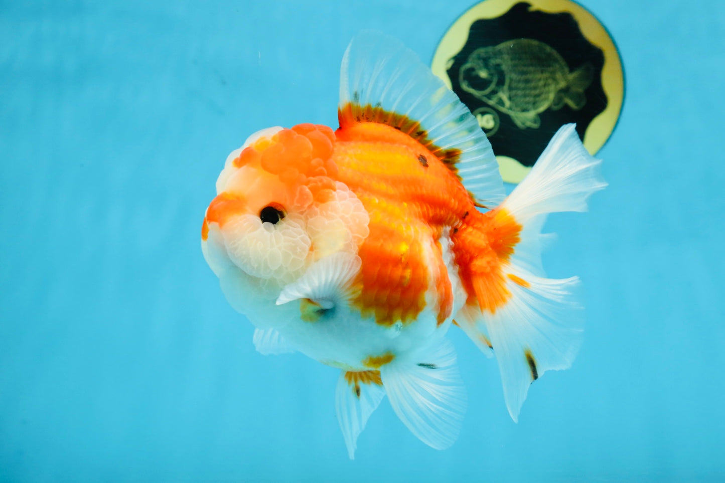 SUPER CUTE A Grade Sakura Oranda Female 5.5 inches #102425OR_21