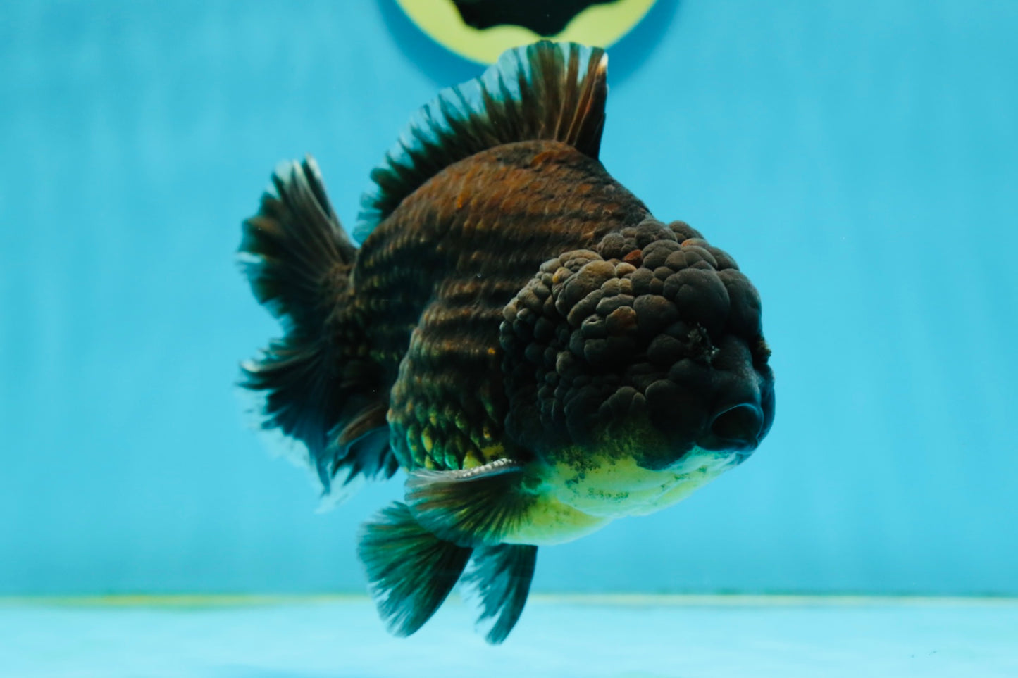 A Grade Black Big Head Yuanbao Male 5.5 inches #122024YB_11