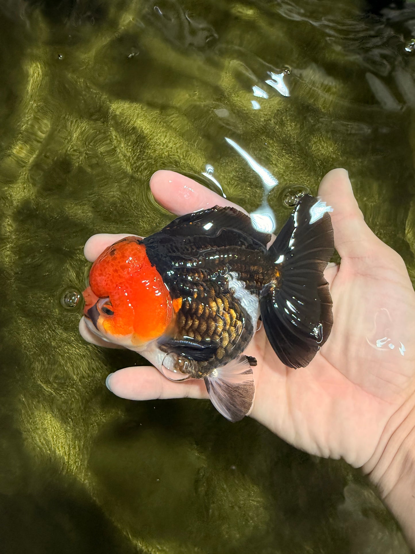 Pompom Tricolor Yuanbao Male 4.5 inches #040326YB_03