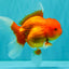 A Grade Red Oranda Male 5.5 inches #070626OR_21