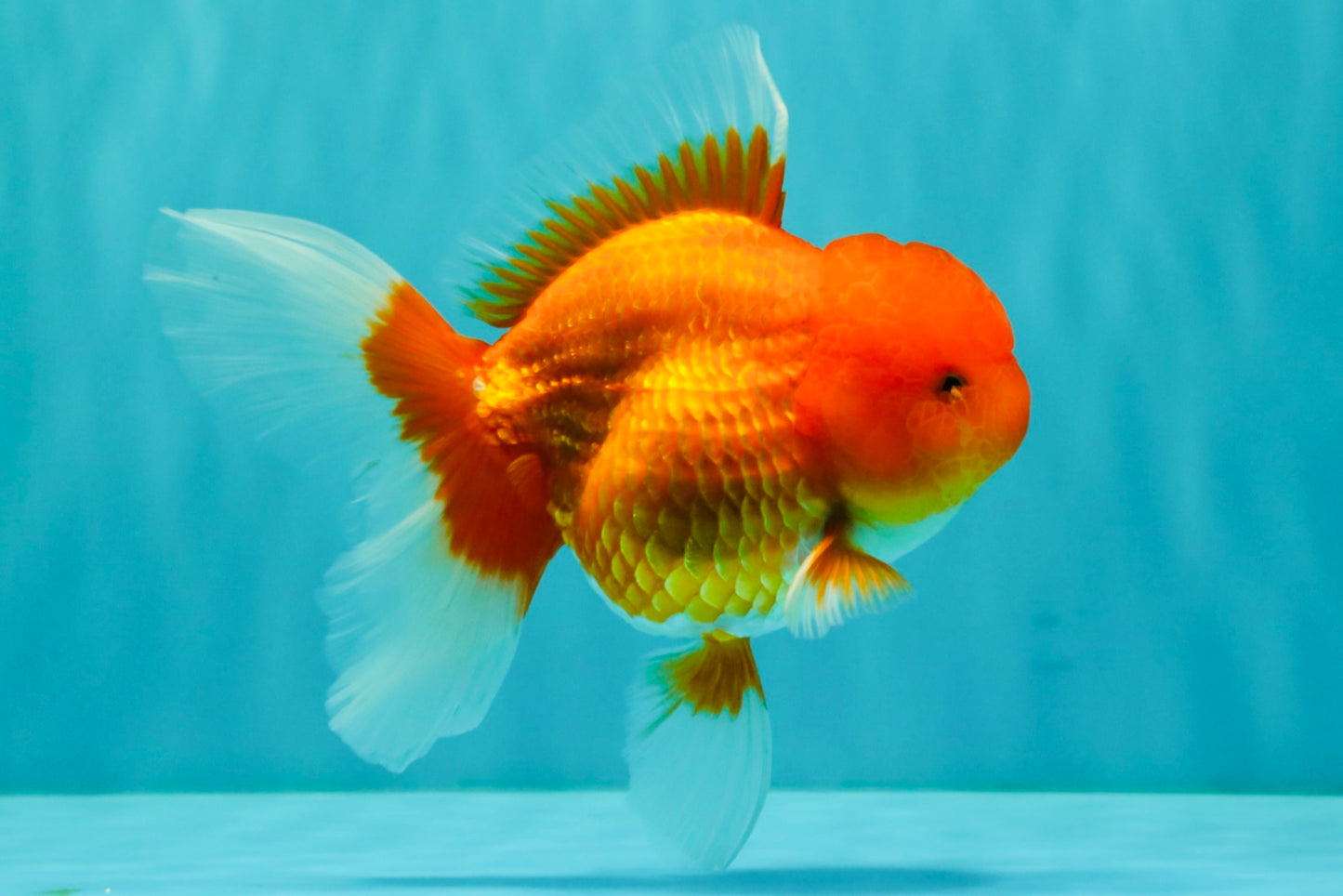 A Grade Red Oranda Male 5.5 inches #070626OR_21
