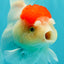 A Grade Pom-poms Tancho Oranda Female 5 inches #102524OR_12