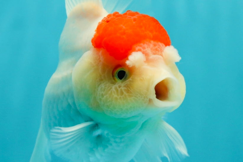 A Grade Pom-poms Tancho Oranda Female 5 inches #102524OR_12