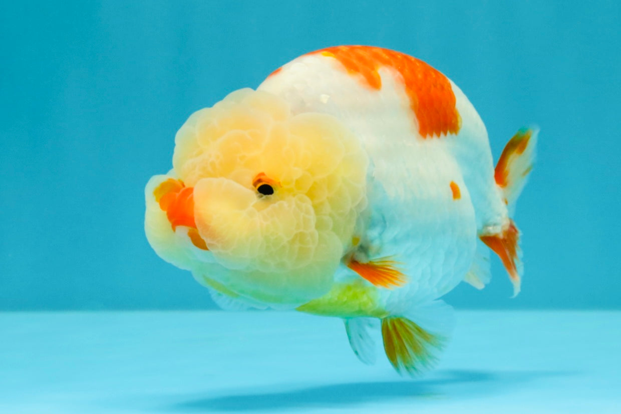 A Grade Red White LionQueen 4.5-5  inches #031326LC_09