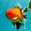 CHUNKY AAA Grade Tiger Oranda Male 6.5 inches #071726OR_27