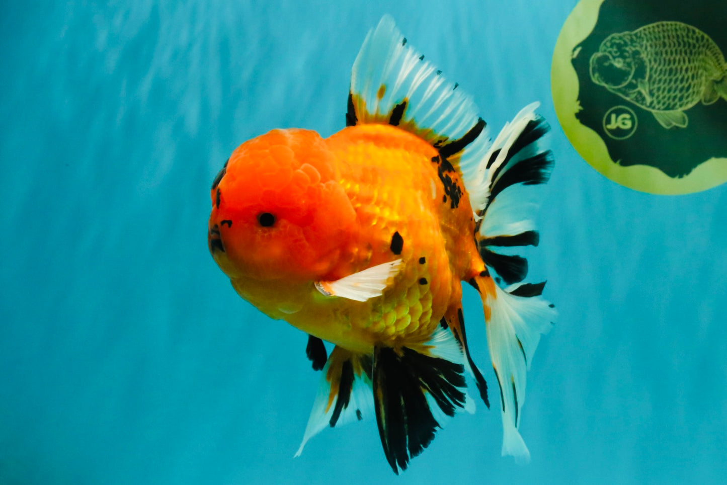 CHUNKY AAA Grade Tiger Oranda Male 6.5 inches #071726OR_27