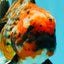 AAA Grade Calico Oranda Female 6.5-7 inches #100226OR_30