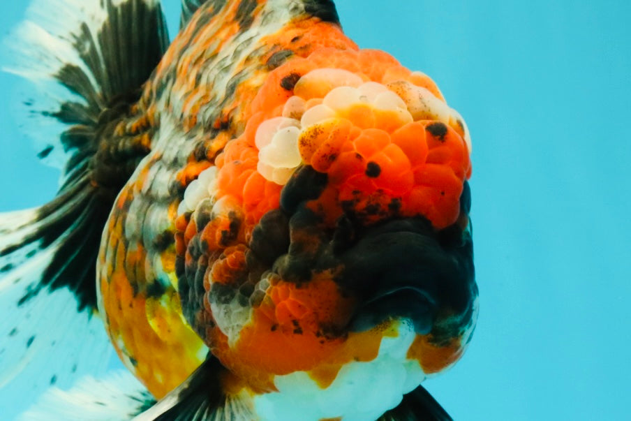AAA Grade Calico Oranda Female 6.5-7 inches #100226OR_30