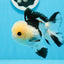 A Grade Tricolor Button Eyes Oranda Male 4.5 inches #0830OR_23