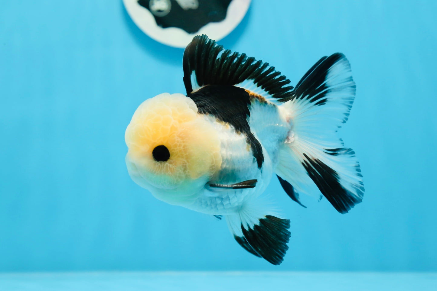 A Grade Tricolor Button Eyes Oranda Male 4.5 inches #0830OR_23