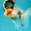 A Grade Sakura Oranda Male 5 inches #110824OR_11