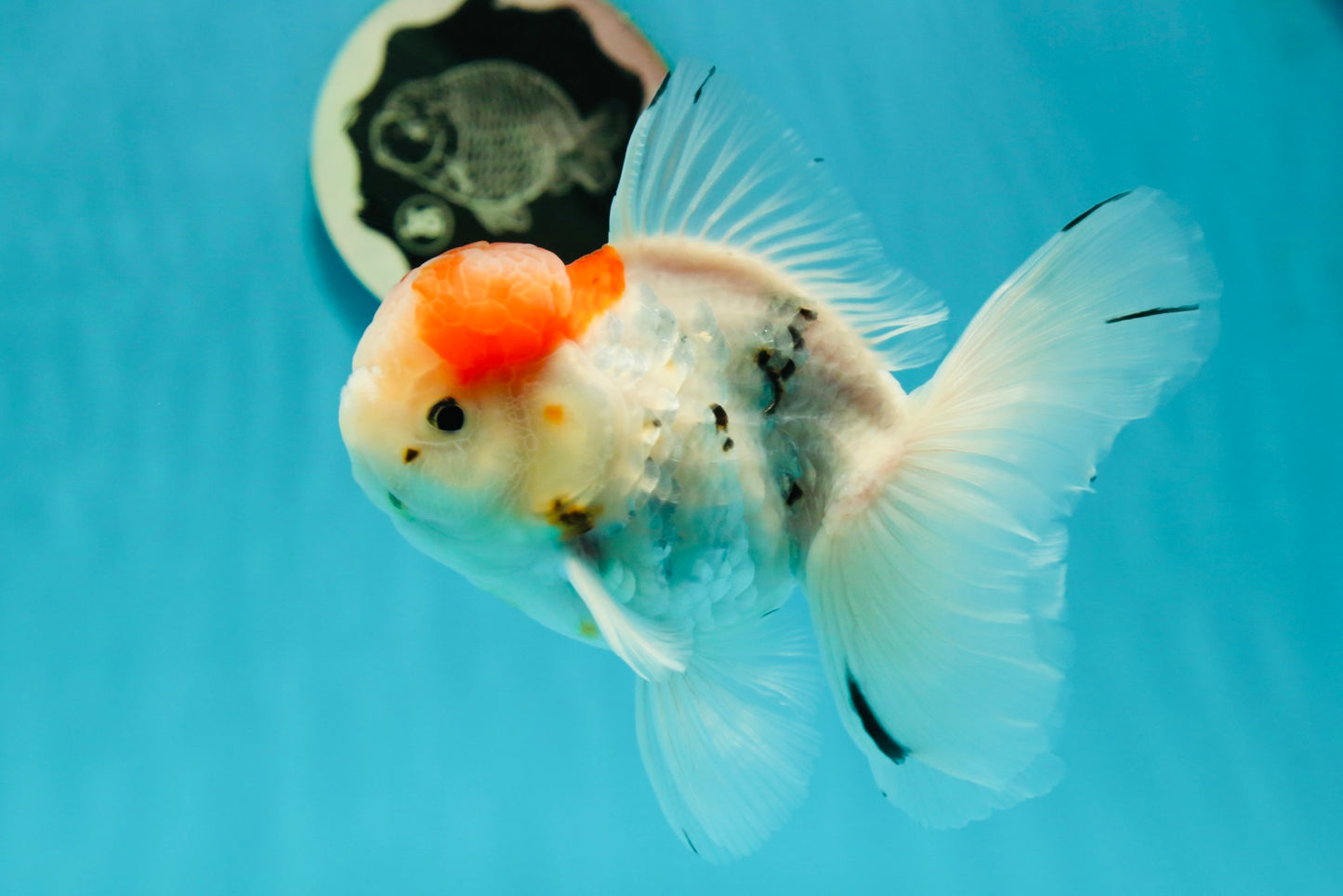 A Grade Sakura Oranda Male 5 inches #110824OR_11