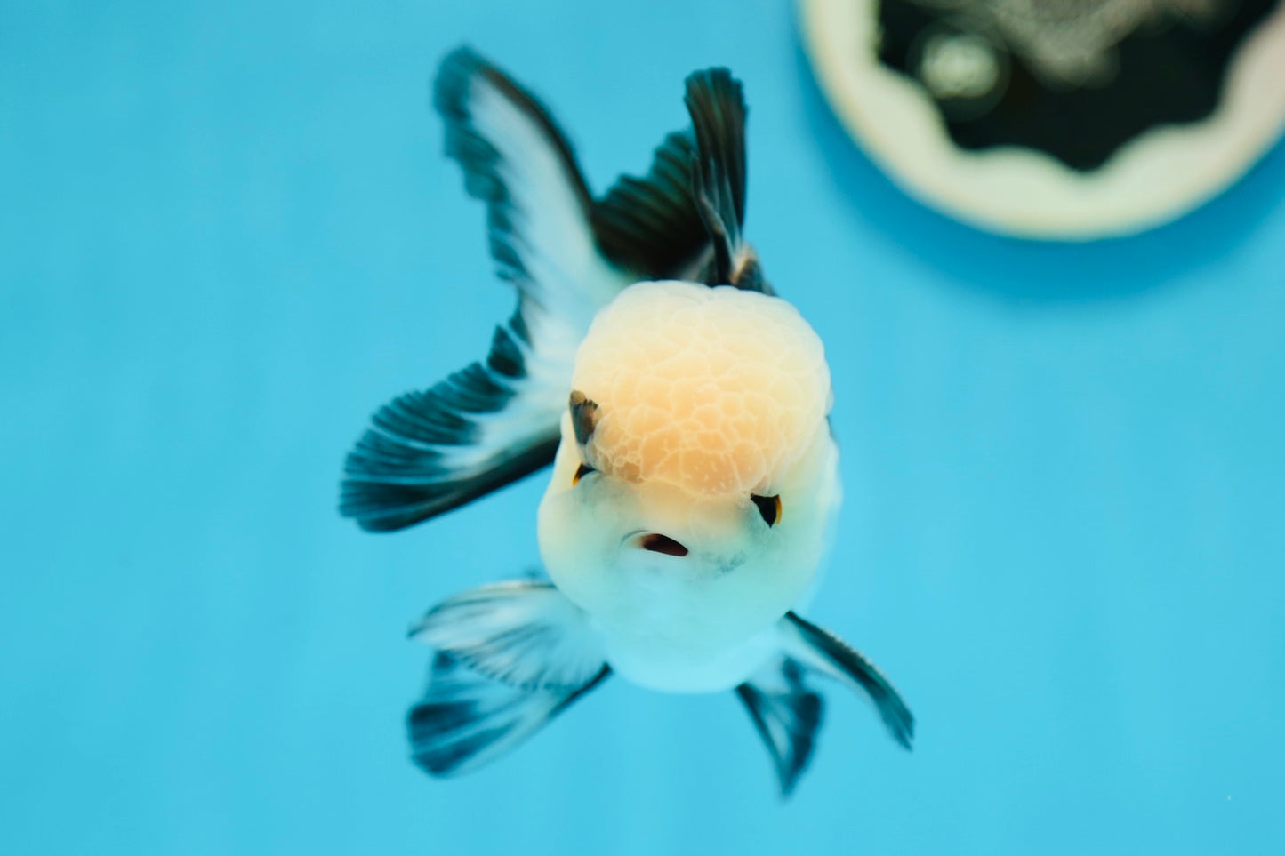 Grado A Panda Oranda Macho 4 pulgadas #0825OR_08