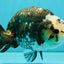 Ink Chinese Ranchu Male 5.5-6 inches #050826RC_13
