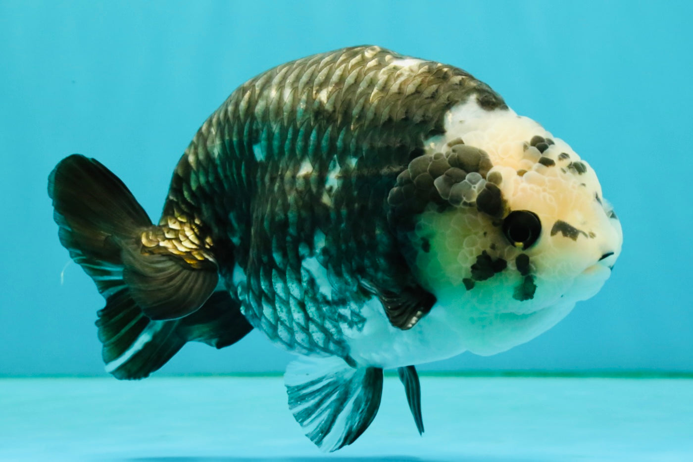 Ink Chinese Ranchu Male 5.5-6 inches #050826RC_13