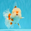OLAF A Grade Red White Oranda Male 6 inches #040326OR_14