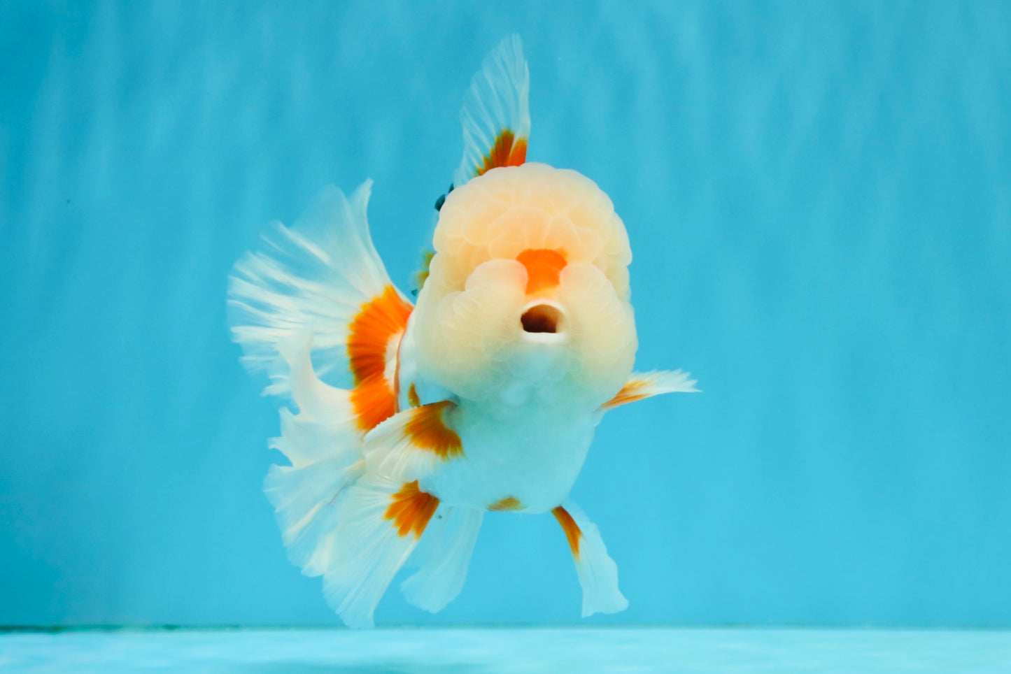 OLAF A Grade Red White Oranda Male 6 inches #040326OR_14