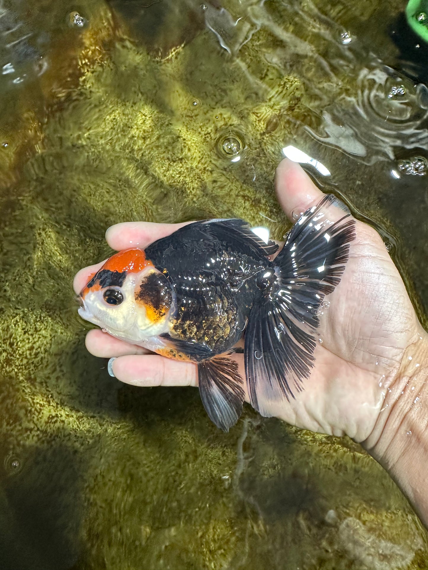 NEZHA Tricolor Oranda Female 5 inches #091925OR_08