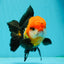 A Grade Red Head Tricolor Oranda Male 5 inches #110824OR_15