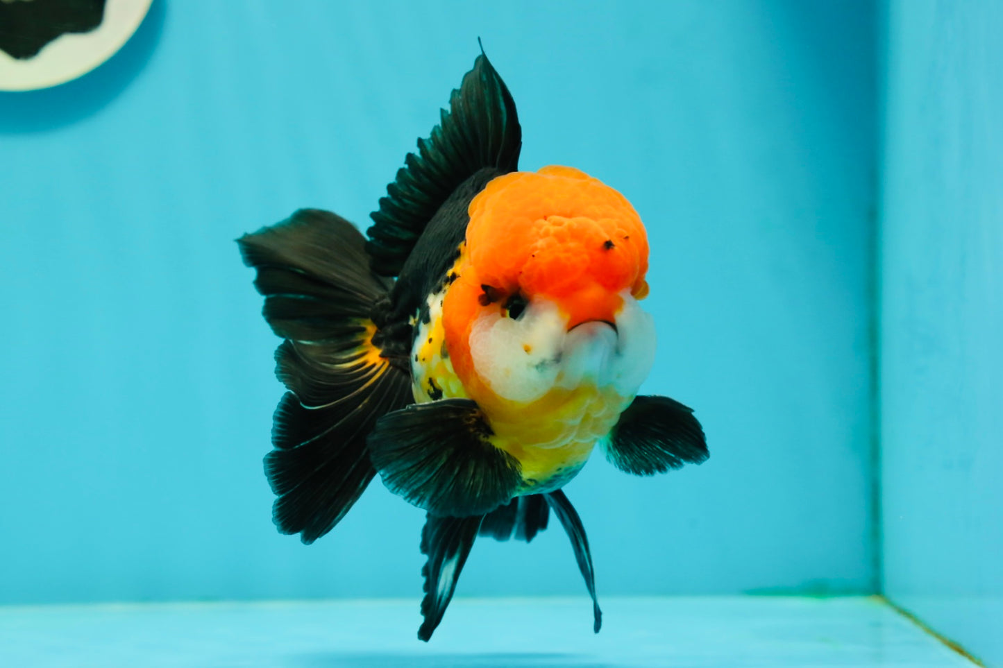 A Grade Red Head Tricolor Oranda Male 5 inches #110824OR_15