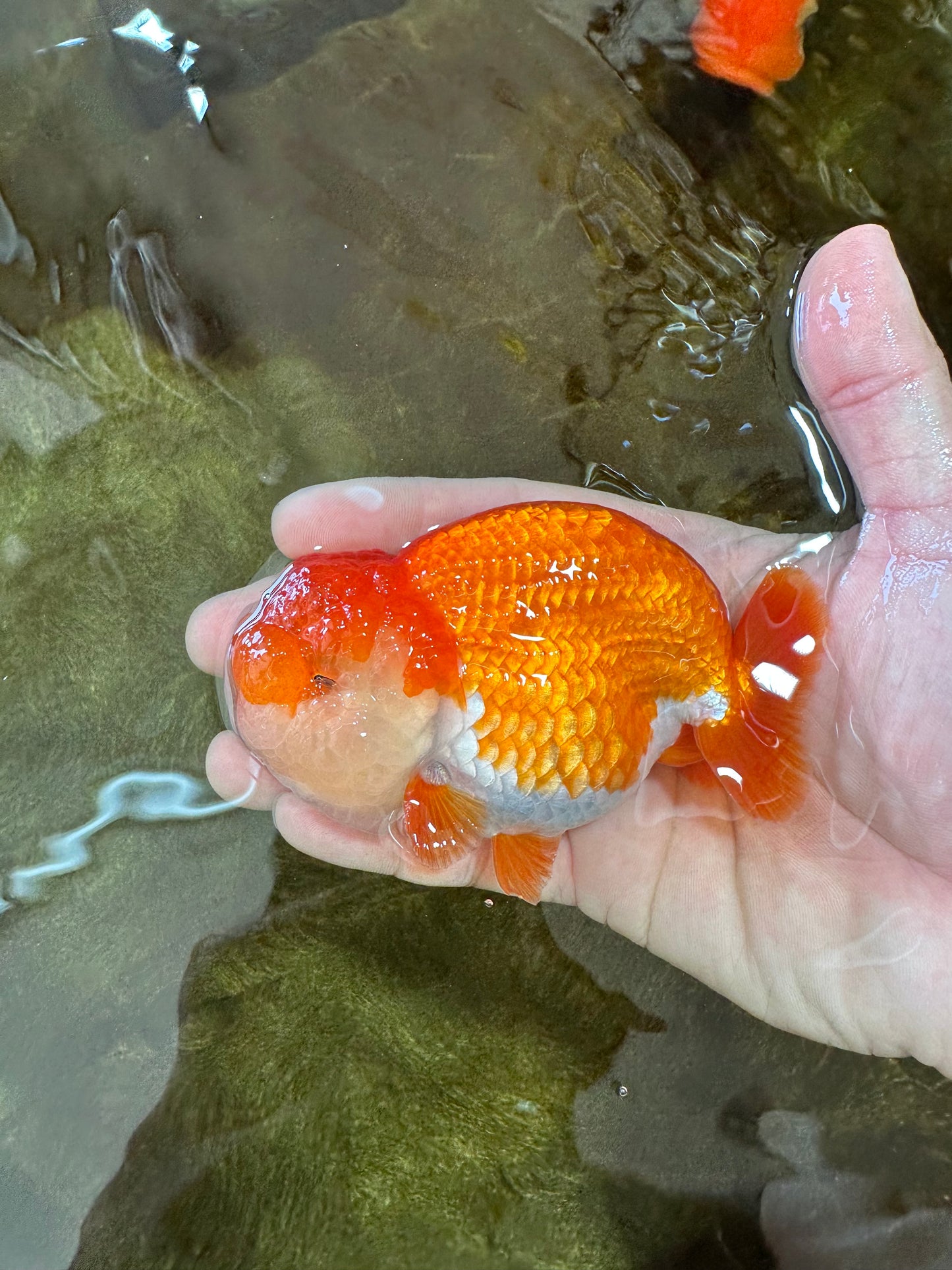 A Grade Royal Candy Chunk Red White LionKing 4-4.5 inches #062025LC_05