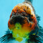 AAA Grade Godzilla Kirin Oranda Male 5.5 inches #050925OR_50