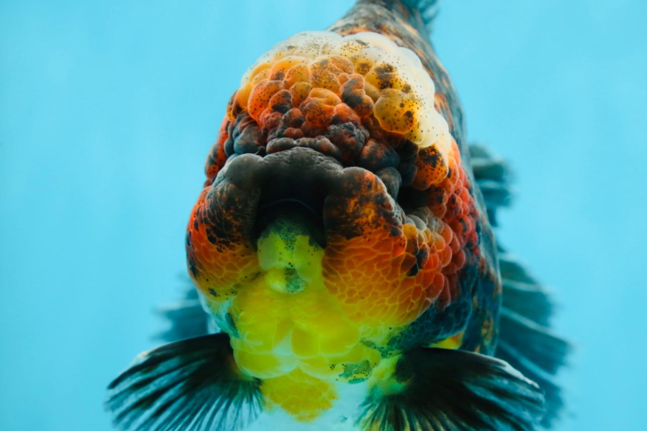 AAA Grade Godzilla Kirin Oranda Male 5.5 inches #050925OR_50