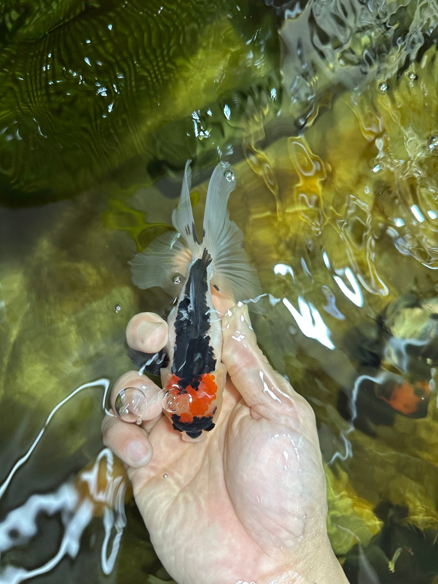 A Grade Angry Bird Tricolor Oranda Male 4.5-5 inches #053025OR_14