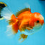 A Grade Jade Head Red White Oranda Female 6 inches #091225OR_13