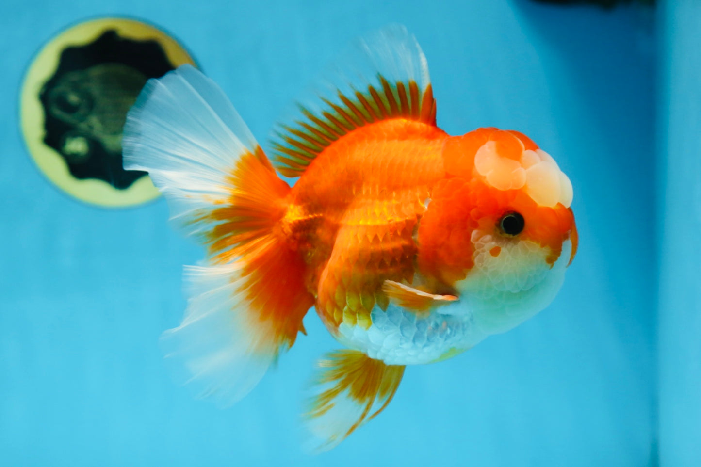 A Grade Jade Head Red White Oranda Female 6 inches #091225OR_13