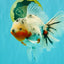 A Grade Sakura Oranda Male 6.5 inches #071726OR_32
