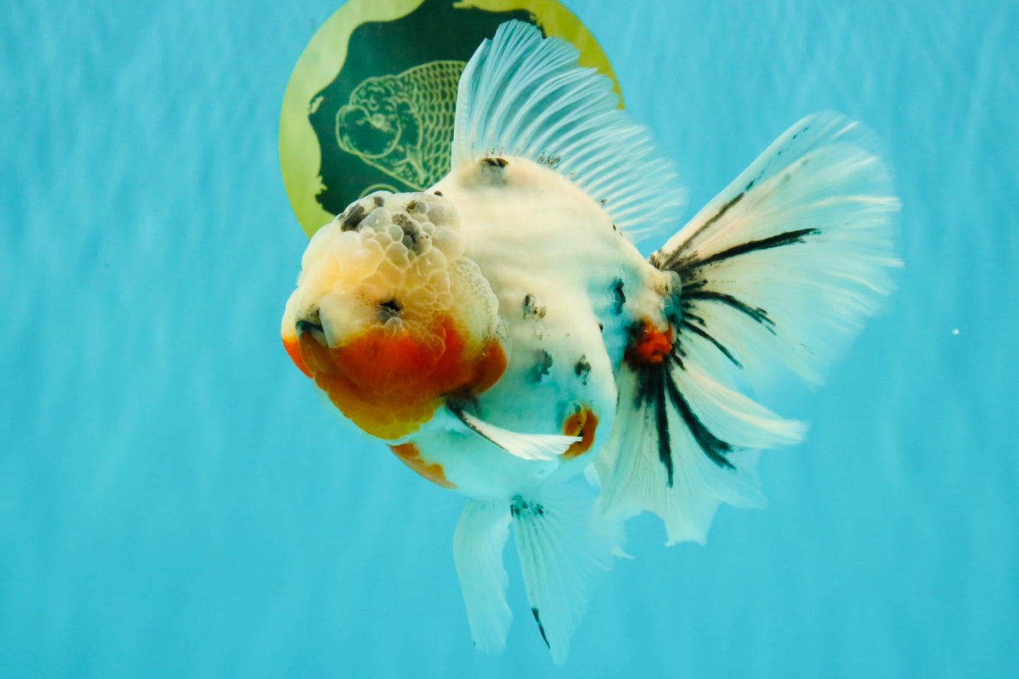 A Grade Sakura Oranda Male 6.5 inches #071726OR_32