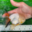 Raro macho oranda de cola neón de cabeza de limón amarillo de 5 pulgadas #0531OR_12