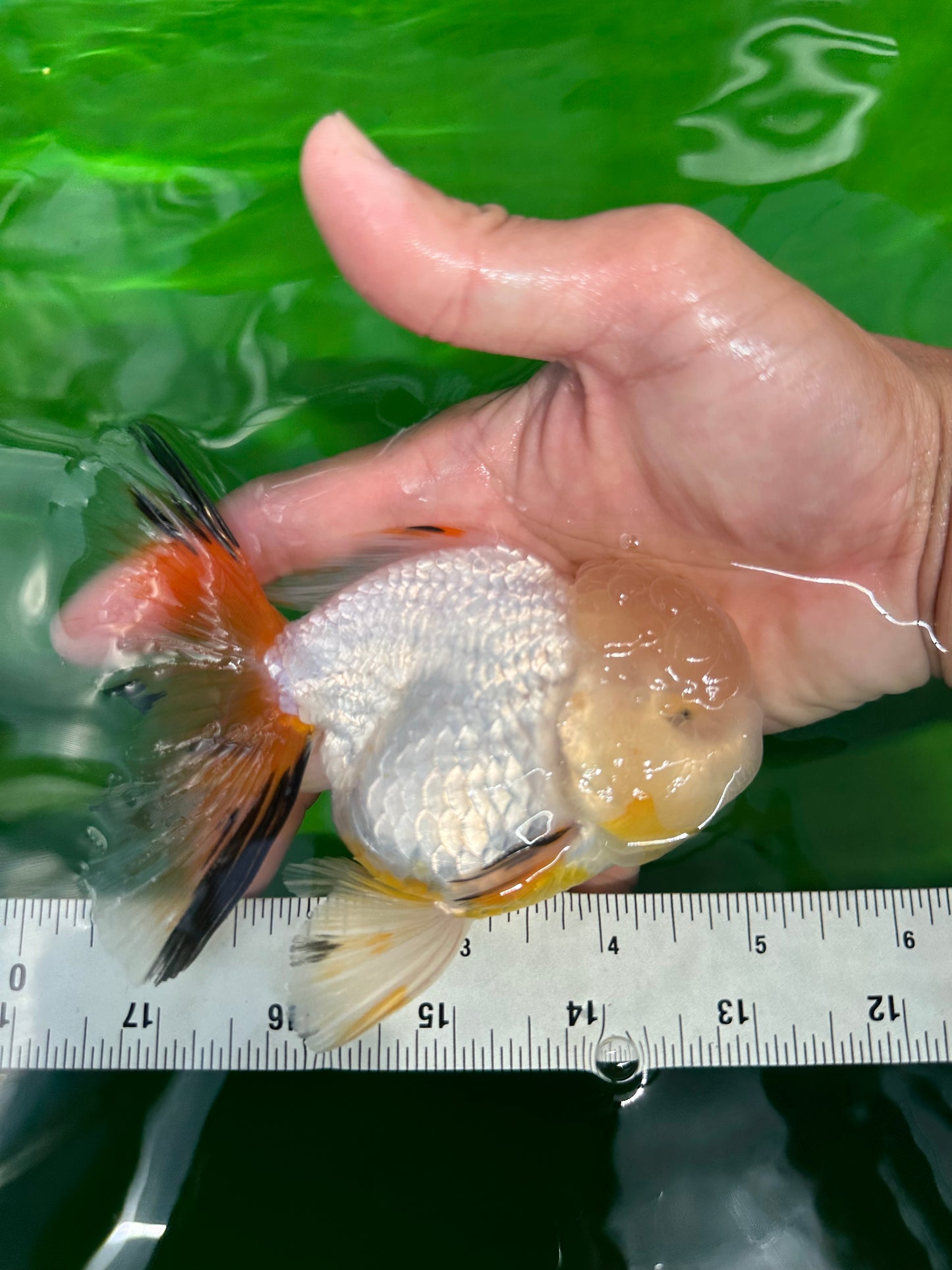 Raro macho oranda de cola neón de cabeza de limón amarillo de 5 pulgadas #0531OR_12