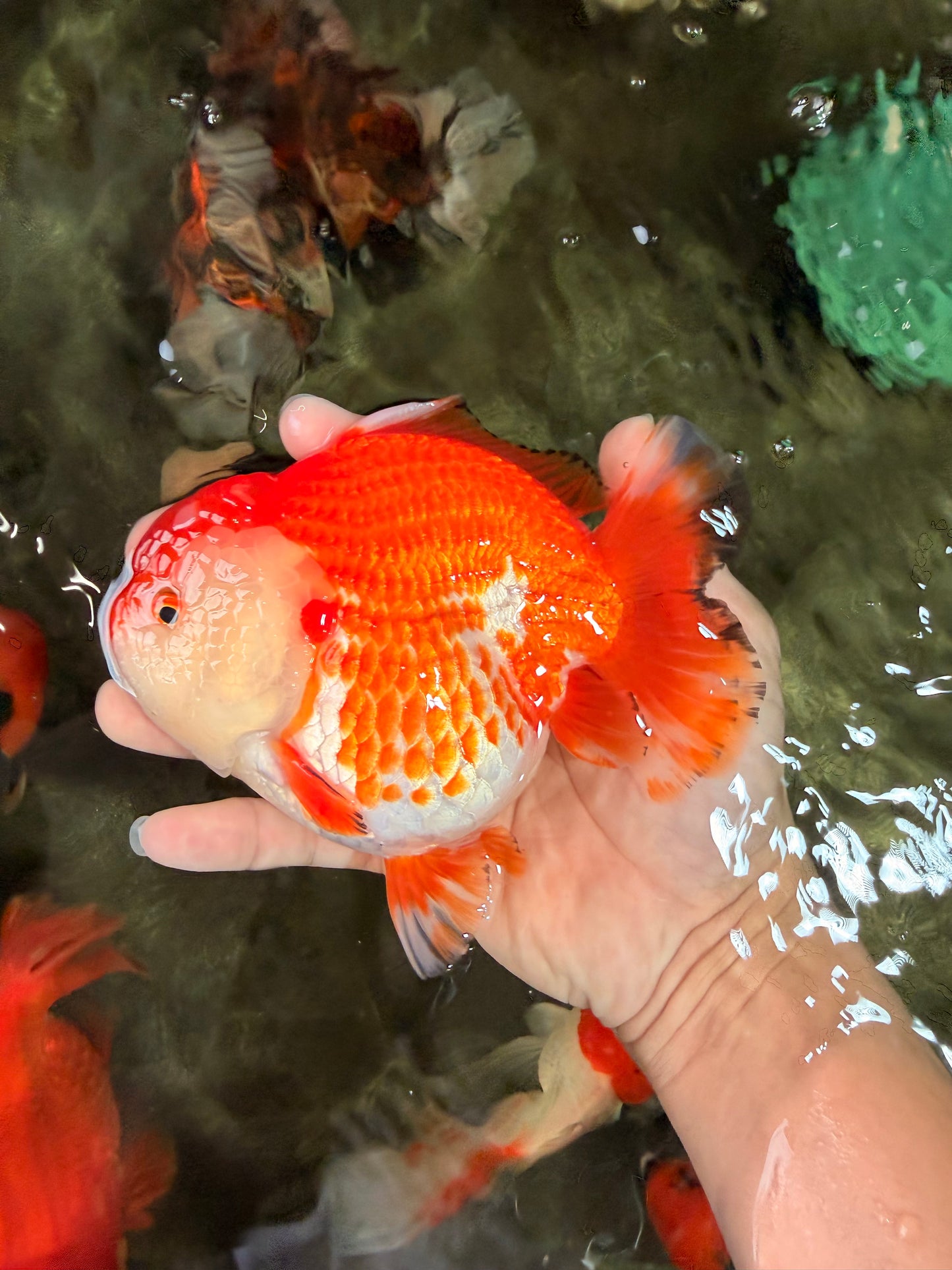 A Grade Red White Yuanbao Female 5.5 inches #031326YB_15