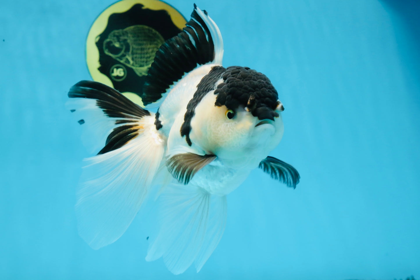 A Grade UNIQUE Panda Oranda Female 6-6.5 inches #091925OR_01