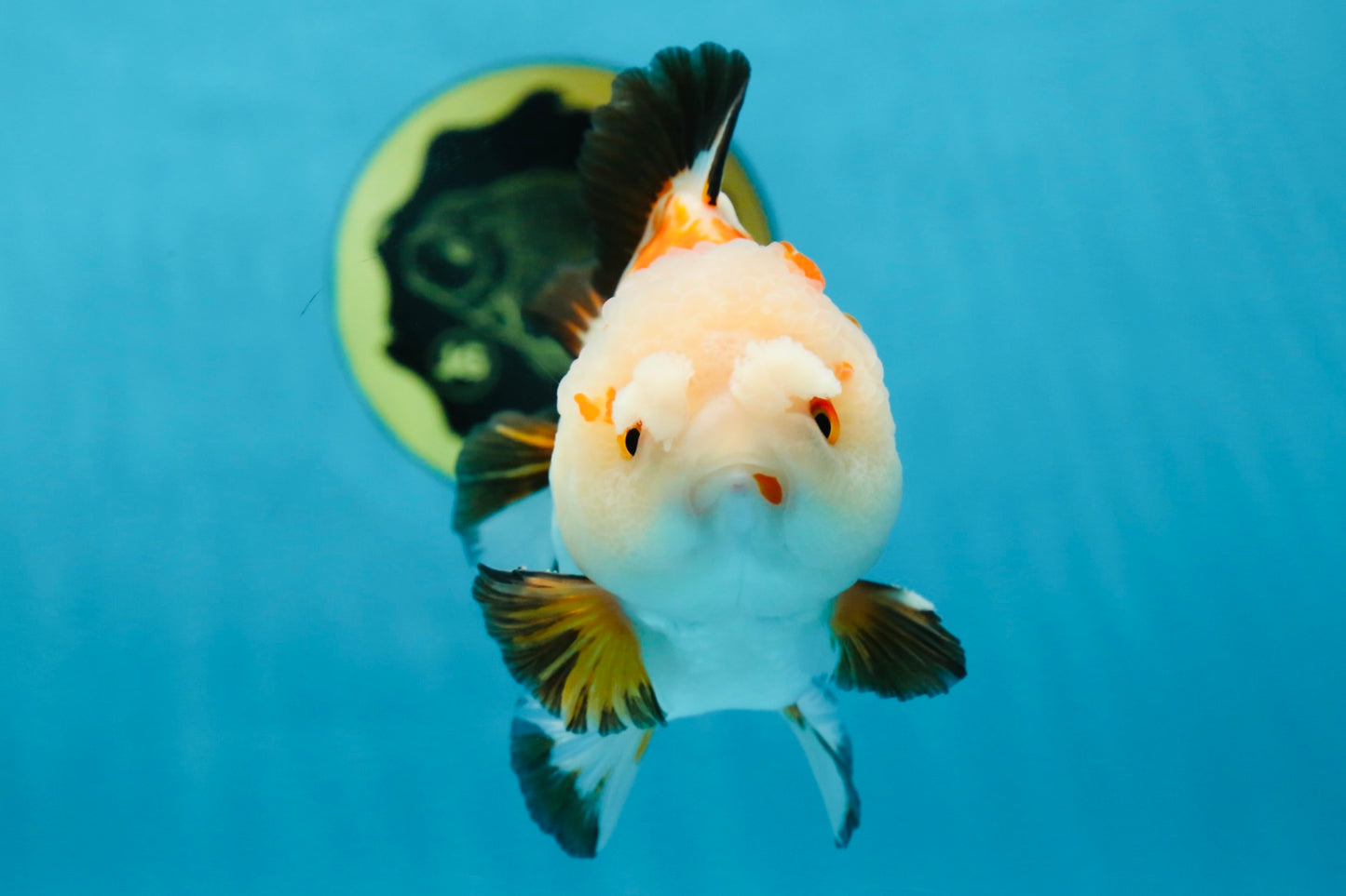 A Grade Pompom Tricolor Yuanbao Male 4 inches #052325YB_27