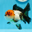 Tricolor Oranda Female 4.5 inches #0920OR_30