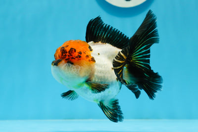 Tricolor Oranda Female 4.5 inches #0920OR_30