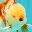 CHICKIE A Grade Red White Oranda Male 5.5 inches #101626OR_08