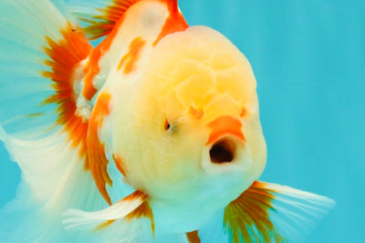 CHICKIE A Grade Red White Oranda Male 5.5 inches #101626OR_08