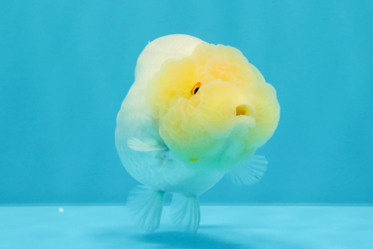 A Grade Dragon Head White LionQueen 4-4.5 inches #022726LC_25